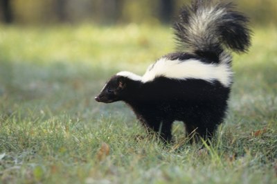 Tom Brakefield/Stockbyte/Getty Images Skunks are known to carry rabies.