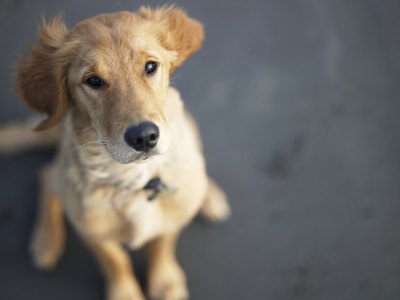 Ryan McVay/Photodisc/Getty Images Dogs will sometimes eat not only their own feces, but the feces of other animals as well.