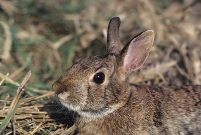 Tom Brakefield/Stockbyte/Getty Images Rabbits are just one source of tularemia infection.