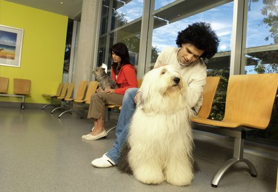 Dean Golja/Digital Vision/Getty Images Old English sheep dogs are prone to a type of mange infecting the feet.