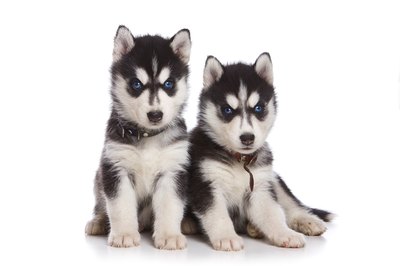 Anna Utekhina/Hemera/Getty Images Huskies love to snuggle, especially with other dogs.