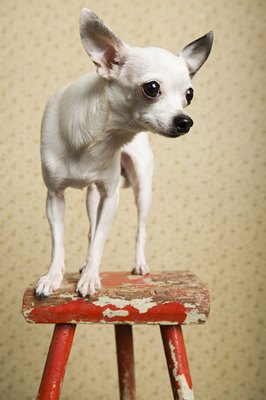 Image Source/Photodisc/Getty Images Chihuahuas are the world's smallest dog breed.