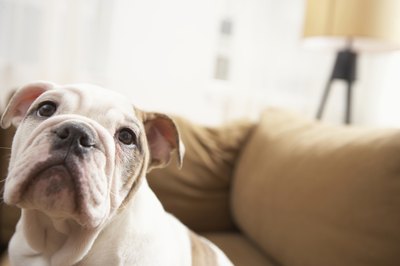 Chris Amaral/Digital Vision/Getty Images Your dog's couch-rubbing may have a simple explanation.