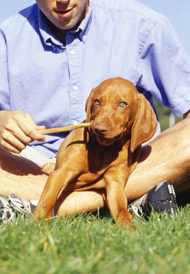 Ryan McVay/Photodisc/Getty Images Check the yard for small holes and other terrain hazards before playing with your puppy.