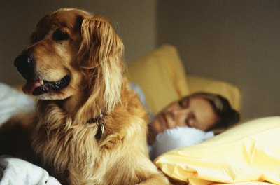 Ryan McVay/Photodisc/Getty Images Leave the ramp near the bed all night long, ensuring your dog can get on and off the bed without injury, even while you're sleeping.