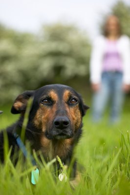 George Doyle/Stockbyte/Getty Images Leptospirosis bacteria thrive in warm weather and moist conditions.
