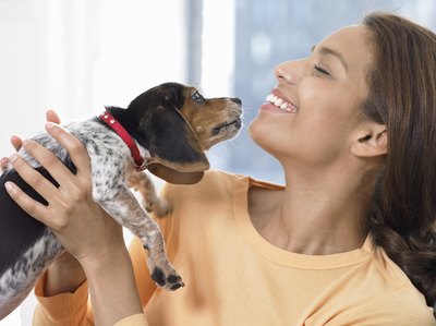 Digital Vision./Digital Vision/Getty Images Beagles are prone to pectus carinatum.