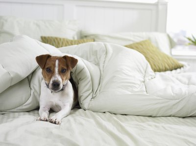 Digital Vision./Photodisc/Getty Images Dogs develop allergies for several reasons, and acupuncture can help you bring relief to your pet.