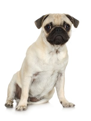 Jupiterimages/Photos.com/Getty Images The pug is a member of the AKC toy group.