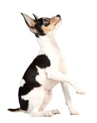 Jupiterimages/PhotoObjects.net/Getty Images Your dog may sit up and beg for a jerky treat!