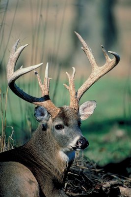 Jupiterimages/Photos.com/Getty Images Venison can be used in place of beef for homemade dog food.