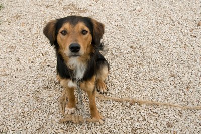 Jupiterimages/Photos.com/Getty Images Use treats, praise and patience to retrain your rescue dog.