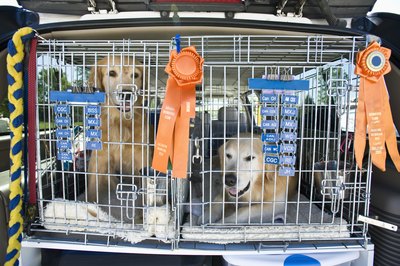 Apple Tree House/Photodisc/Getty Images A dog's crate can become a place of rest and relaxation.