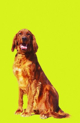 George Doyle/Stockbyte/Getty Images Deep-chested dogs are more likely to develop bloat.