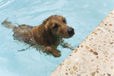 Jupiterimages/Comstock/Getty Images Think of your dog as a child in the water. Don't take your eyes off of her.