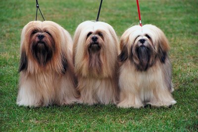 Jupiterimages/Photos.com/Getty Images Long eyelashes help keep those long furry tresses from getting into your pup's eyes.