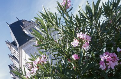 Hemera Technologies/AbleStock.com/Getty Images Oleander is especially dangerous to dogs and cats.