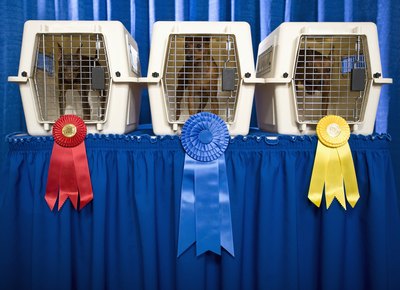 Apple Tree House/Lifesize/Getty Images Properly crate-trained dogs are better behaved.