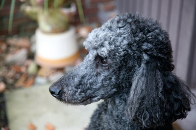 Jupiterimages/Photos.com/Getty Images Poodles may be the gold "standard" when it comes to hypoallergenic dogs, but they require frequent visits to the groomer.