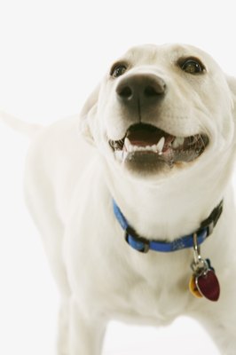Brand X Pictures/Brand X Pictures/Getty Images A groomed dog is a happy dog.