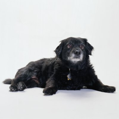 Duncan Smith/Stockbyte/Getty Images Certain breeds, such as the cocker spaniel, are prone to developing benign lipomas.