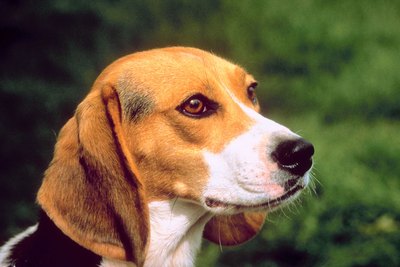 Jupiterimages/Photos.com/Getty Images The beagle requires more exercise and stimulation than the average dog.