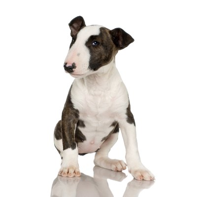 Jupiterimages/Photos.com/Getty Images The bull terrier is one of several piebald dog breeds that exhibits varying degrees of hereditary deafness.