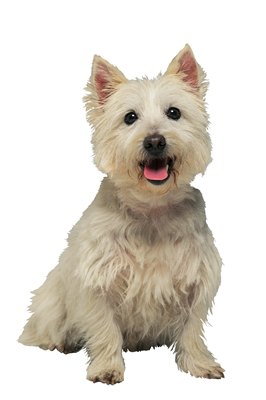 Comstock/Comstock/Getty Images Plague-carrying fleas could infest Fido, so keep him protected with topical flea medications.