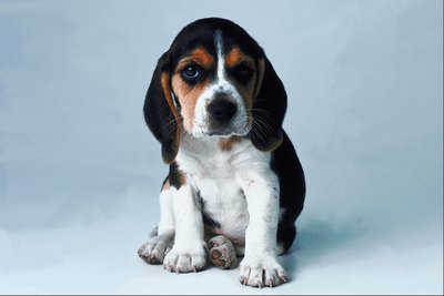 Jupiterimages/Photos.com/Getty Images "I chew because my mouth hurts, not to make you angry."