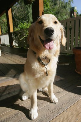 Jupiterimages/Comstock/Getty Images Your dogs tags can help you find your dog if it gets lost.