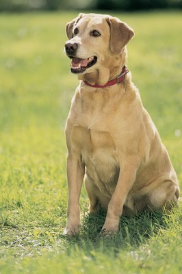 Comstock/Comstock/Getty Images Can you pinpoint the differences between American and English Labs?