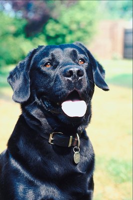 Jupiterimages/Photos.com/Getty Images Labradors make good companions for children.