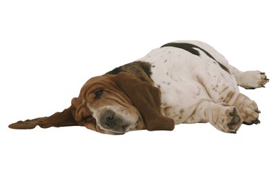 Comstock Images/Stockbyte/Getty Images Dogs receiving Immiticide must stay confined for at least a month.