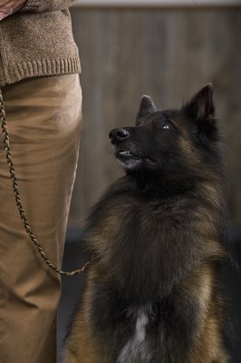 Apple Tree House/Lifesize/Getty Images Give your aging dog the care he needs.