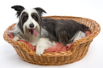 BananaStock/BananaStock/Getty Images Bring Fido's favorite bed to your new home so he can settle in for his first night.