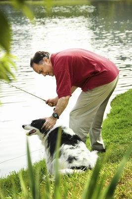 Jupiterimages/Comstock/Getty Images When your pup's around lakes, make sure he doesn't try to drink the water.