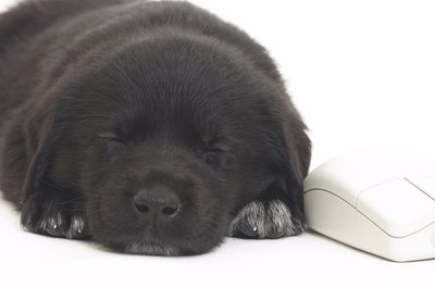Hemera Technologies/Photos.com/Getty Images For a puppy, the first week away from his mother can be a challenge -- especially when it's time to sleep.