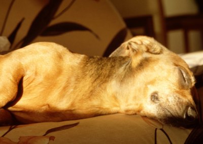 Jupiterimages/Photos.com/Getty Images "I feel happy as a clam right now. Hear my sighing?"