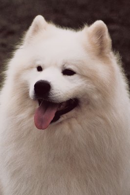 Jupiterimages/Photos.com/Getty Images The Samoyed has a double coat, which offer convenient cooling benefits.