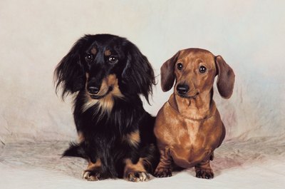 Jupiterimages/Photos.com/Getty Images His true colors will shine with a name like Rusty, Copper, Shadow or Patches.