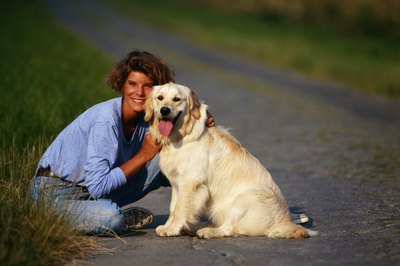 David De Lossy/Photodisc/Getty Images Labrador retrievers are fetching.