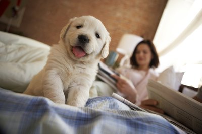 Chris Amaral/Digital Vision/Getty Images Pups often scratch at the blankets to prepare a soft bed.