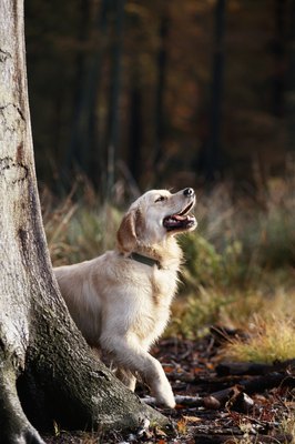 David De Lossy/Photodisc/Getty Images A walk in the woods is great fun, but beware of the temptations.