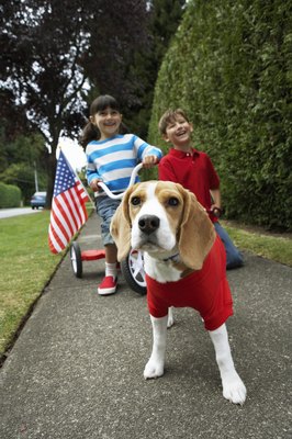 Noel Hendrickson/Photodisc/Getty Images Talk to the breeder about your beagle's genetic health status.