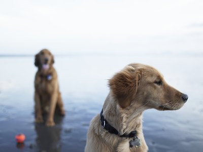 Ryan McVay/Photodisc/Getty Images Introduce a new dog carefully for a successful transition.