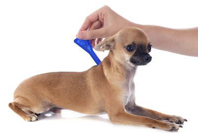 cynoclub/iStock/Getty Images Ticks definitely have the "ick" factor.