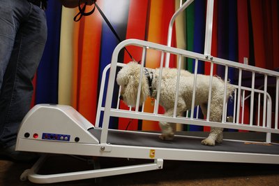 David McNew/Getty Images Entertainment/Getty Images Side rails help some dogs feel more comfortable on a trotter.
