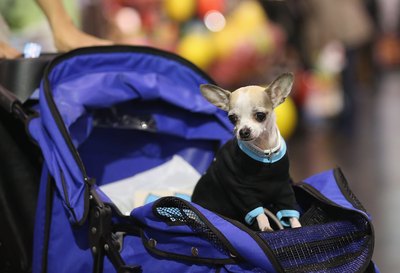 Sean Gallup/Getty Images News/Getty Images Small breeds can't always keep up with their owners. Strollers are a solution.