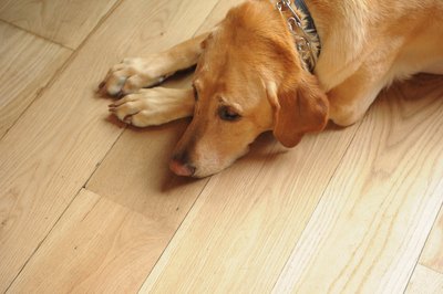 Michael Loccisano/Getty Images Entertainment/Getty Images Sulfasalazine can cause side effects, so it is important that its use be supervised by your veterinarian.