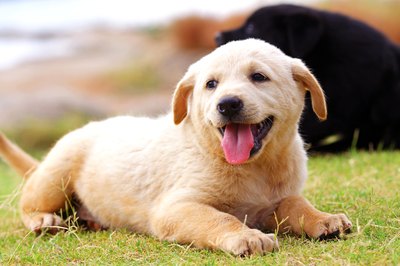 Visage/Stockbyte/Getty Images Stop the little yapper from barking with the "quiet" command.